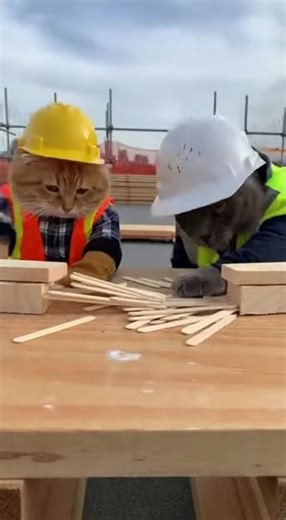 Cat Construction Workers: Epic Popsicle Stick Bridge Build Challenge