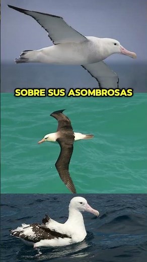THE WANDERING ALBATROSS: THE GIANT OF THE SKIES #albatross #birds #animals #curiosities