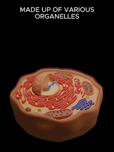Exploring Human Cells: 3D Breakdown of Cell Organelles