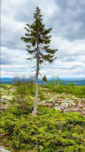 Old Tjikko: The World’s Oldest Tree That Has Survived 9,500 Years