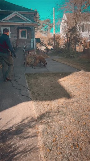 For most people I’m sure watching tracking is akin to watching an amateur golf tournament. However for me, tracking with a dog is the closest thing to magic I’ve ever been a part of. It takes many reps to build a reliable tracking dog. And K9 Chase and his handler are just getting started, but it’s something about being able to interface with a dog to achieve something, that otherwise would not be possible. #policek9 #policek9unit #policedogsofinstagram #policedog #k9handler #tracking #trackingd