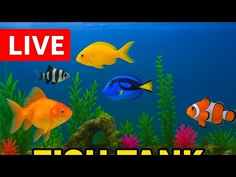 Most Beautiful Fish Tank LIVE just for you🐠 Stress Relief for you!!!14-12-2025