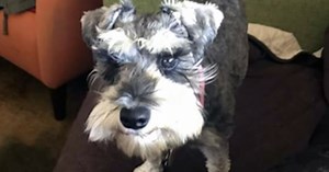 Search K-9s join hunt for soldier's lost dog