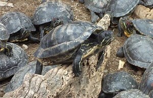 Mediterranean Turtle: Description, Habitat and More ▷➡️ Postposmo