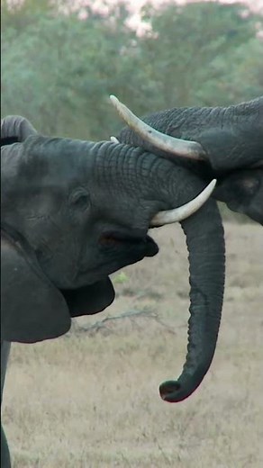 Do Elephants Really Cry When They're Sad? 🐘