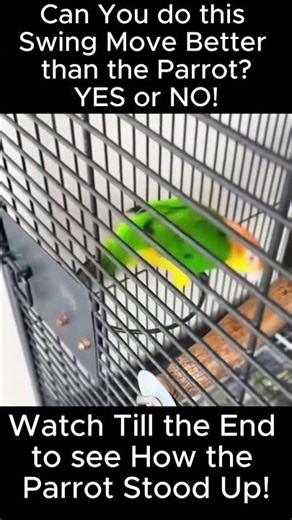 PARROT VS SWING: Wait for it; EPIC Parrot Swing of the MOMENT!