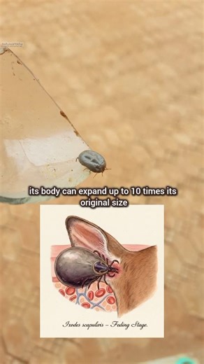 This BUG Can Go 3 YEARS Without Eating! 😱