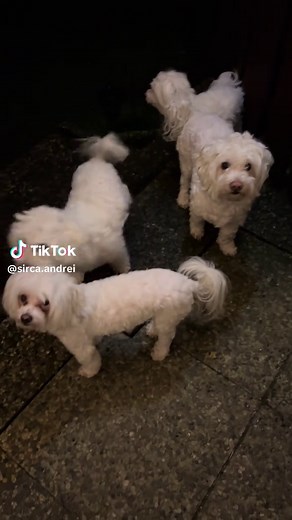 Caring for Your Bichon Maltese