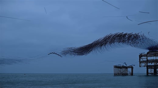 23 Dec 2025 murmuration