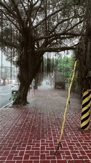 Falling Rain & Bare Branches 🌧️ | Cinematic Slow Motion in Hualien #shorts