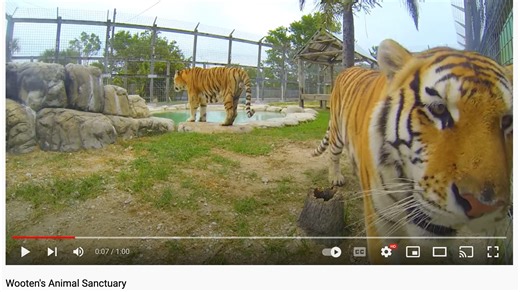 Tiger attack: Wooten's owner talks about safety, upgrades made at tiger enclosures