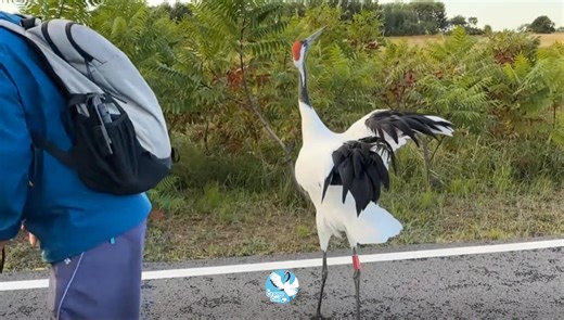 "Is this a courtship ritual?" netizens recently asked after posting a video of red-crowned cranes dancing in front of them. In fact, during courtship, most crane species begin with the male dancing. If chosen by the female, the two birds then dance together. The red-crowned crane is no exception—the "crane dance" is a courtship display performed by the male. Our dance is elegant, featuring movements such as stretching the neck and raising the head, bending the knees and waist, marching in place,