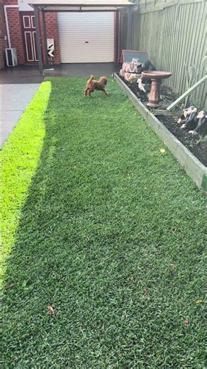 Ollie said.. that throw wasn’t even worth chasing😭🐶