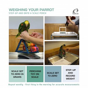 Weighing your parrot regularly is an important part of monitoring its health and well-being. Here are some tips to help you weigh your parrot every week: •First, choose a reliable scale that can accurately measure your parrot's weight. A kitchen scale or a digital postage scale can work well for smaller parrots, while larger parrots may require a larger scale. Using a perching toy can offer stability and a feeling of safety. •Next, make sure your parrot is comfortable with being weighed. You can