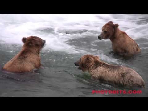 HD: Brown Bear Fish Catching Technique