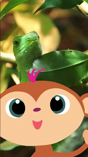 #Shorts | StoryZoo | Learn About - iguana | Educational Videos Kids | #storyzoo