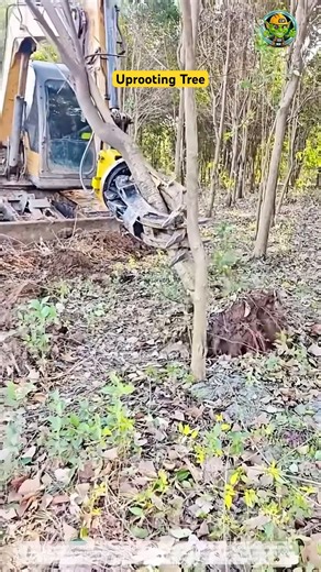Raw Power: Uprooting Massive Trees with an Excavator 🌳🏗️