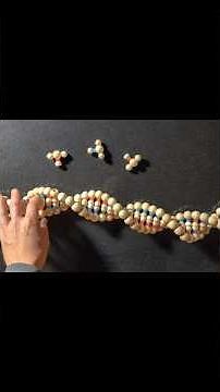 DNA model with magnets! #genetics #teacher