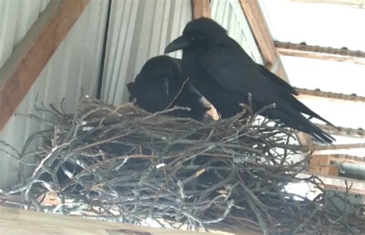 How to watch the Doylestown 'Raven Cam,' birth of baby birds