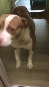 3.5K views · 319 reactions | Update 1/5- UPDATE- Augie has an app!...