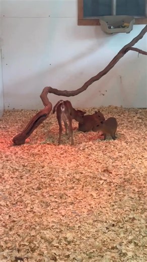 Come check out our NEW encounter. See our tiny, mini cow, baby capybara's and our baby sloth before they grow too big. For a mere $50 per person, all ages, you can snuggle with these precious babies for 20 minutes, creating memories of a lifetime. See how their fur feels. Is it soft, or is it coarse? | Franklin Drive Thru Safari