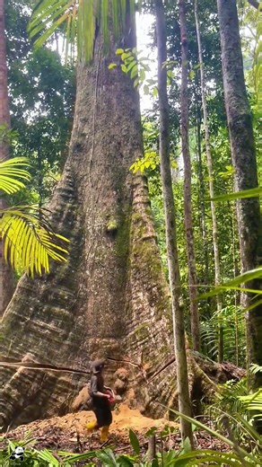 A Day of Felling Giant Dead Trees #satisfying #tree #asmr #oddlysatisfying #giant