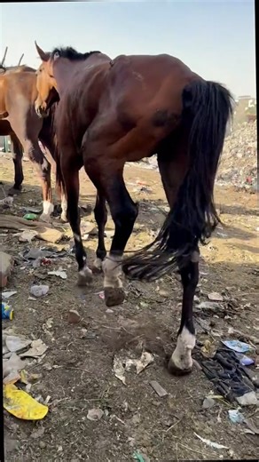 SCIENCE EXPLAINER on Instagram: "Kaise iss insaan ne ghode ko bajaya 🥺🥺🥺😲😲😲😲 #explorepage✨ #viratkohli #sciencefacts #fypシ❤️💞❤️ #roadsafety"