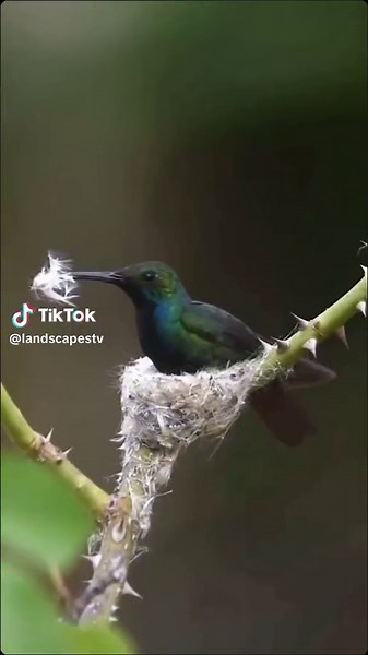 landscape on TikTok