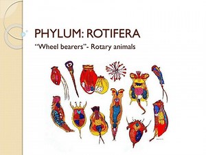 PHYLUM: ROTIFERA - SlideServe