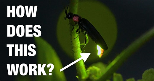 Why Do Animals Glow? The Science of Bioluminescence