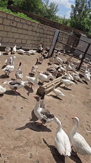 Integrated Farming Techniques for Success