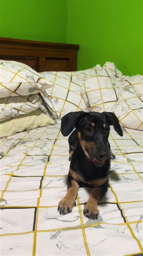 Just here, livin’ my best life💞 Stay Pawstivie🐾🐾🐾 #fypシ #foryoupage #dog #dachshund