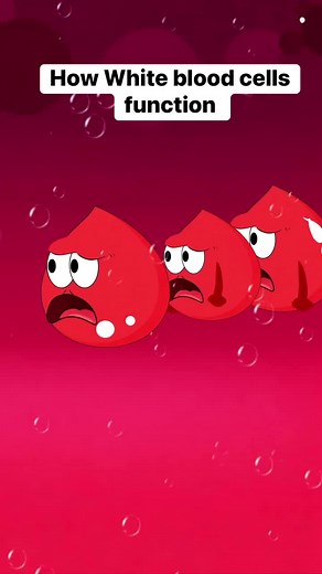 How White Blood Cells Function