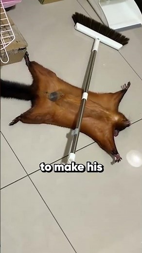 Flying squirrel fakes a crime scene for attention 🎭
