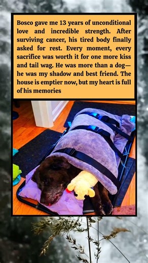 A Warrior’s Goodbye: Bosco’s Love Lives Forever