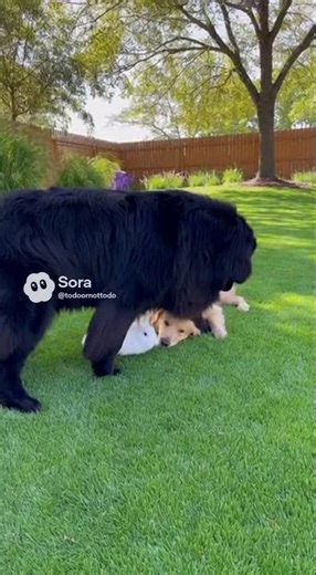 Gentle Giant Protects Tiny Rabbit from Energetic Golden Retriever #doghero #newfie