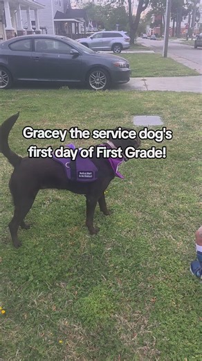 Gracey's first day of school with Lila! #servicedog #medicalalertdog #serviceanimal #servicedoghandler #ndi