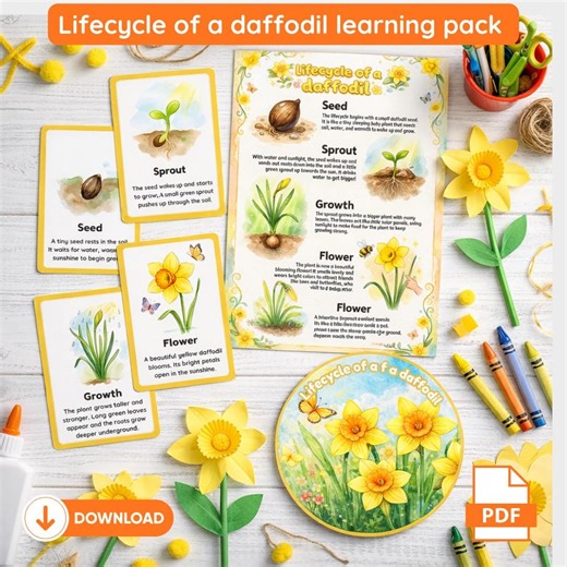 Lifecycle of a Daffodil for Kids | Daffodil Printable | Daffodil Facts | Lifecycles | Spring Homeschooling | Instant Download PDF - Etsy UK