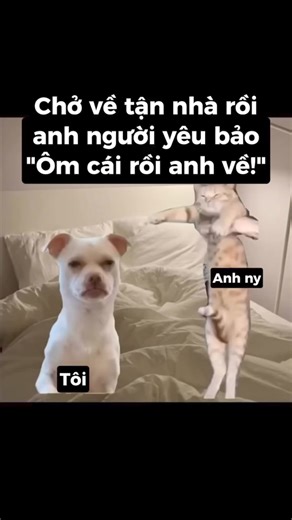 3.8M views · 10K reactions | Ủa anh .................................... #meme #dog #cat #chomeo #vuive #fun #giaitri #trending #xuhuong #funnydog #funnycat #cute #dethuong #viral #cho #meo #relax #pet #cutepet #corgi #bulldog #shibainu #shiba #goldendog #golden #tiger #funny #cutie | Ba đồng một mớ cute | Facebook