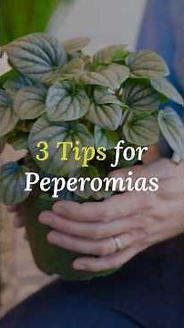 Top 3 Peperomia Care Tips | Watch the Full Care Guide!