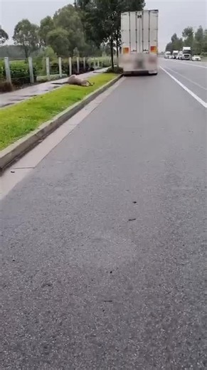 One wildlife rescuer responds to confronting kangaroo hit-and-run incidents