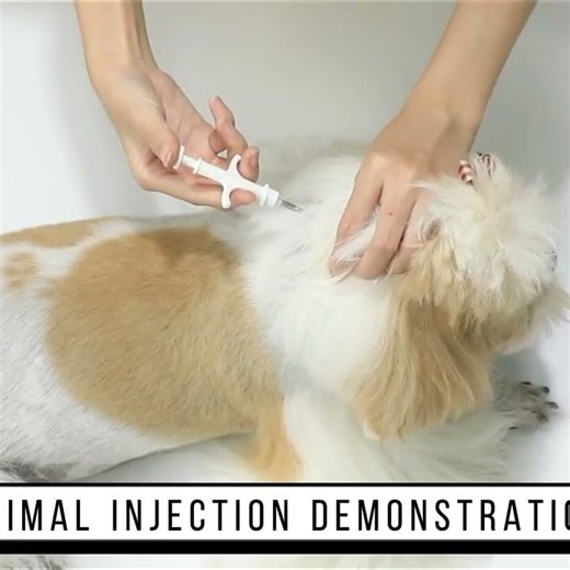Etiqueta RFID de animales con microchip estándar Universal de 134,2