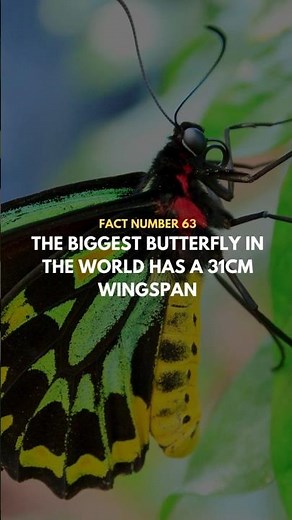 The Biggest Butterfly in the World Has a 31cm Wingspan! 🦋🌍 #InsectFacts #ButterflyGiant