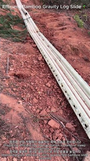 Efficient Bamboo Gravity Log Slide 🎋 | 대나무 슬라이드로 완성한 목재 운송 기술