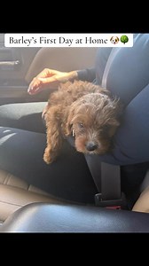 Day one with my girl 🩷 From car rides to cuddles, she already has my whole heart. #barley #puppylove #puppylife | Jessica Wilson