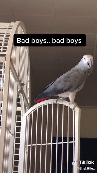 Funny Bird Singing Bad Boys Theme Song | Talking Parrot Comedy Video