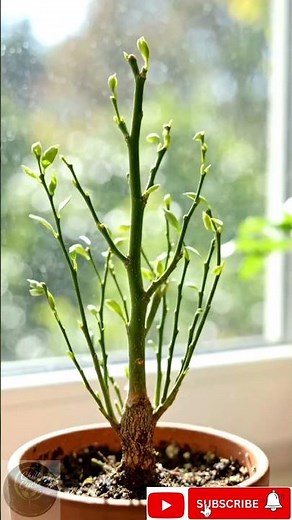 Lemon Growing Time Lapse | Complete Life Cycle 🍋🌱 #shorts