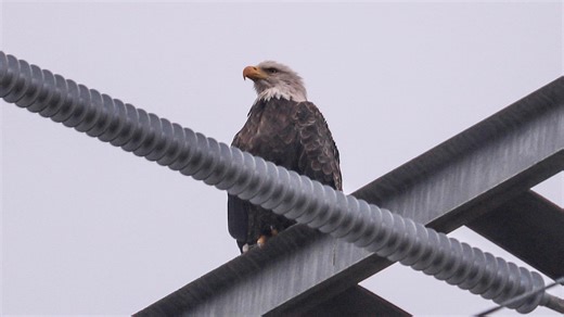 Public input sought for update to Georgia Dept. of Natural Resources wildlife conservation plan