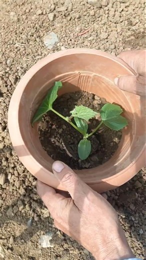 Planting cucumbers in a cut pot 🥒 | #cucumber #garden #gardening