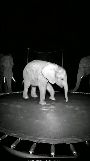 Elephant Caught on CCTV Bouncing on a Trampoline at Midnight! 🐘😱